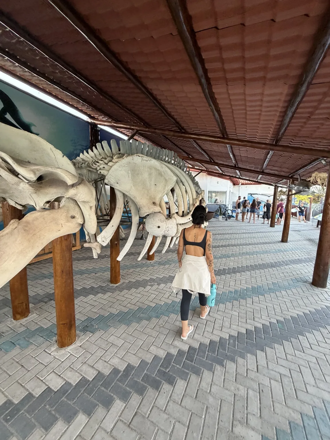 Esqueleto de baleia-jubarte no centro de visitantes