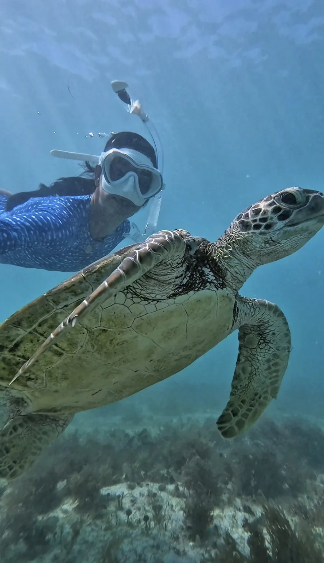 Snorkel com tartaruga-verde