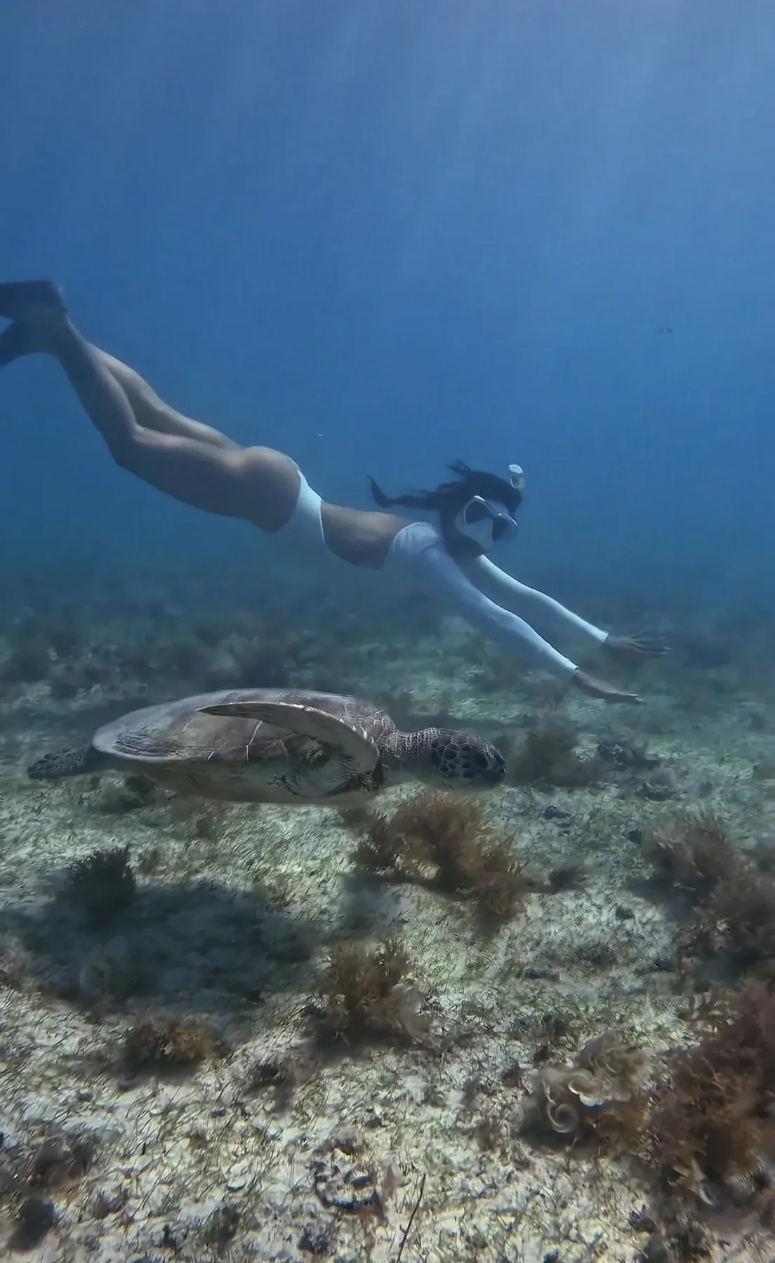 Tartaruga-verde durante snorkel