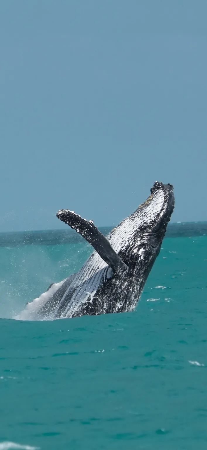 Baleia-jubarte saltando em Abrolhos